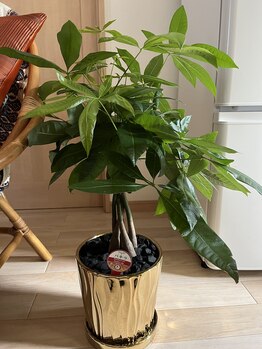 サロンリンセ(Rinse)/＊観葉植物＊