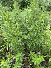 ルアナ(Luana)/伊吹山の野草３