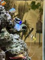 トレース(tres) 出勤したら入口のお魚を愛でるのが日課です