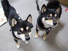 サロンドチェリーブロッサム(Salon de Cherryblossom)/