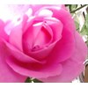ネイルサロン ローズ(Nail Salon Rose)ロゴ