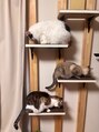 リフレッシュサロン山椿 本店&nbsp;ネコ飼ってます