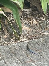 チェッコリ(CHECCOLY)/カラフル♪竹島のニホントカゲ