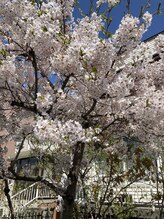 ソワンド ルバンシュ/今年の桜☆
