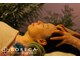 ボレカ(BORECA)の写真