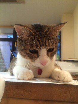Rリラックス/看板猫の「きのちゃん」です♪