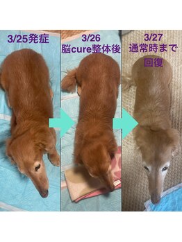 スターポルト(Star-Porte)/脳cureメソッド≪ペット版≫