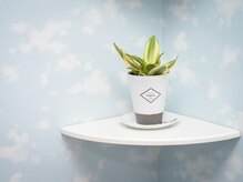 グリーンノア鍼灸院の雰囲気（目に優しい植物が多数）