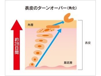 シカホワイトニングトウキョウ 笹塚店(CICA Whitening Tokyo)/約28日間