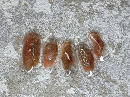 8月定額　ニュアンスネイル