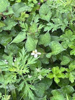 ルアナ(Luana)/伊吹山の野草4