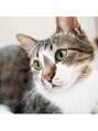 アンドシー(and.C) 猫ちゃんって癒されますね♪あのモフモフ感が大好きです♪