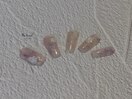 PG011399162