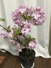 ほぐし屋本舗梅田整体 ほぐし屋 ブラック