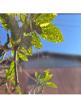 キヨラカ(氣浄華 kiyoraka)/都会の中のオアシス♪