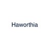 ハオルチア(Haworthia)ロゴ