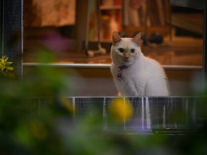 リラクゼーション整体　あおぞら施療室の写真