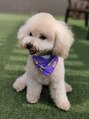 村上学園グループ 村上整体八王子院&nbsp;犬（ビションプー）を飼い始めました。癒されてます。