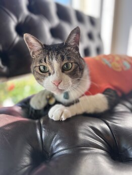 リラクゼーションスポットハンズ(Relaxation spot HanD's)/ほら可愛いー