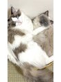 ルミエール 心斎橋店(Lumiere)&nbsp;うちの猫たちです。白くてもふもふしたものってたまらんです！