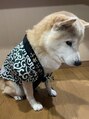 ロレインブロウ 新越谷店 柴犬を飼っています♪洋服はフレンチブルドッグ用です（笑）