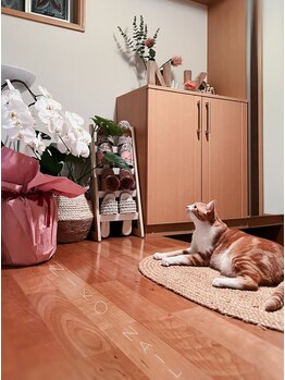 ニコネイル(NIKO NAIL)/おとなしく花を見ているねこです