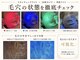 ステラ(Stella)の写真