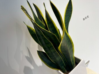 ザ ベース(the BASE)/サンスベリア