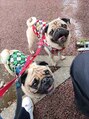 スリーツリーズ(3trees)&nbsp;愛犬のパグちゃん次郎と三太がもっぱらの癒しです。