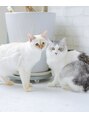 AI肌管理サロン レアリス【4月1日NEW OPEN】&nbsp;飼い猫のクレアとエリザベスです♪