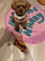 リマインド(Re.mind)&nbsp;愛犬のトイプー(*^▽^*)13歳！毎日癒されてます！