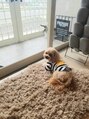 フォーワイズ(4y's) 愛犬よもぎ2才6ヶ月