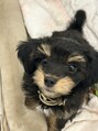 メンズ ネイル トノ(Men's Nail TONO) チワプーを飼っています!