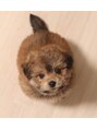 ミチ(michi) 家で飼ってるポメプーのわんちゃんです^^