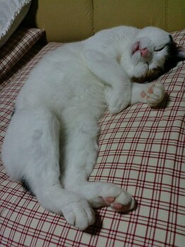 タジマ カイロプラクティック/