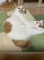 仙台整体院 仙台駅前ハピナ名掛丁院&nbsp;実家の猫です。猫と遊ぶのが好きです。