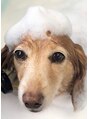 ボディワーク ソウル(SOUL)&nbsp;うちの看板犬ココです。2ヶ月に1回アロマバスに入ります。