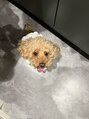 ウユ 高崎店(uu) 可愛い顔してますが、威嚇担当の愛犬です。