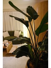 マフーマフーメルト(mahu｜mahu melt)/【お店のこだわり植物】