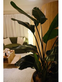 マフーマフーメルト(mahu｜mahu melt)/【お店のこだわり植物】