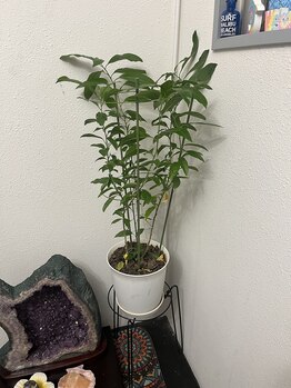 ジャスミン(Jasmine)/ナイトジャスミン