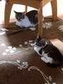 ソワン ドゥ ブレス コフレ 今里店(soin de brace×coffret) 飼ってる猫☆可愛いのに性格が悪いんですが毎日癒されてます(^^)