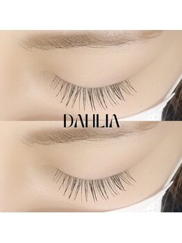 ダリア(Dahlia)/フラットラッシュ