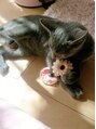 シュエット(Chouette) 実家の猫 ロシアンブルーの女の子です♪可愛いのに警戒心強め!