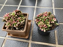 たにあん/多肉植物