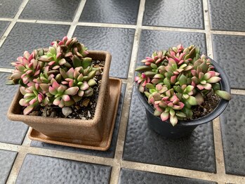 たにあん/多肉植物