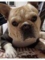 ビーブルーム(B BLOOM) 愛犬のフレブル