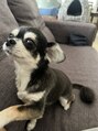 ラボテ(laboT)&nbsp;実家のチロルちゃんです♪