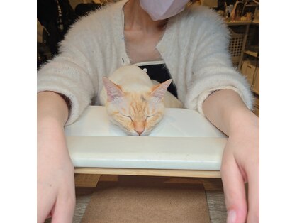 エントップ(EnT/P.)の写真