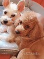 ポムハヌル(pom.haneul) 実家の犬２匹に癒されてます♪#犬アレルギー